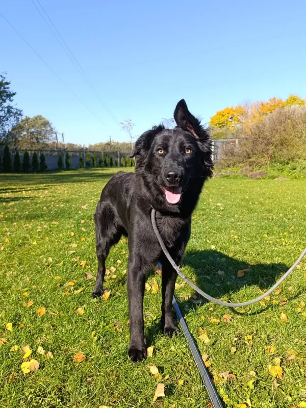 Pies do adopcji, Bełchatów, 25 sierpnia 2025 (1/5)