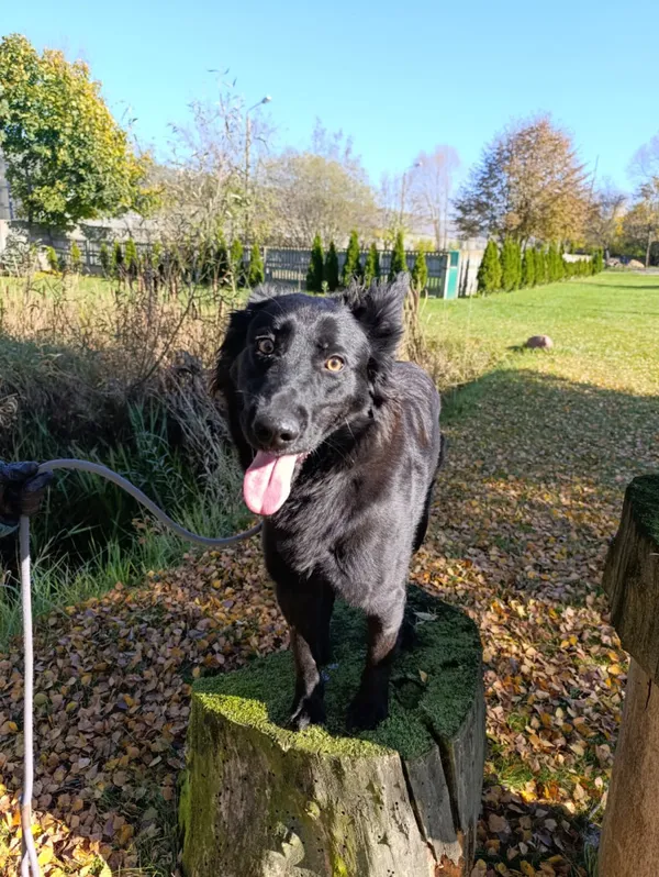 Pies do adopcji, Bełchatów, 25 sierpnia 2025 (2/5)