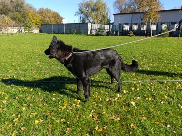 Pies do adopcji, Bełchatów, 25 sierpnia 2025 (5/5)