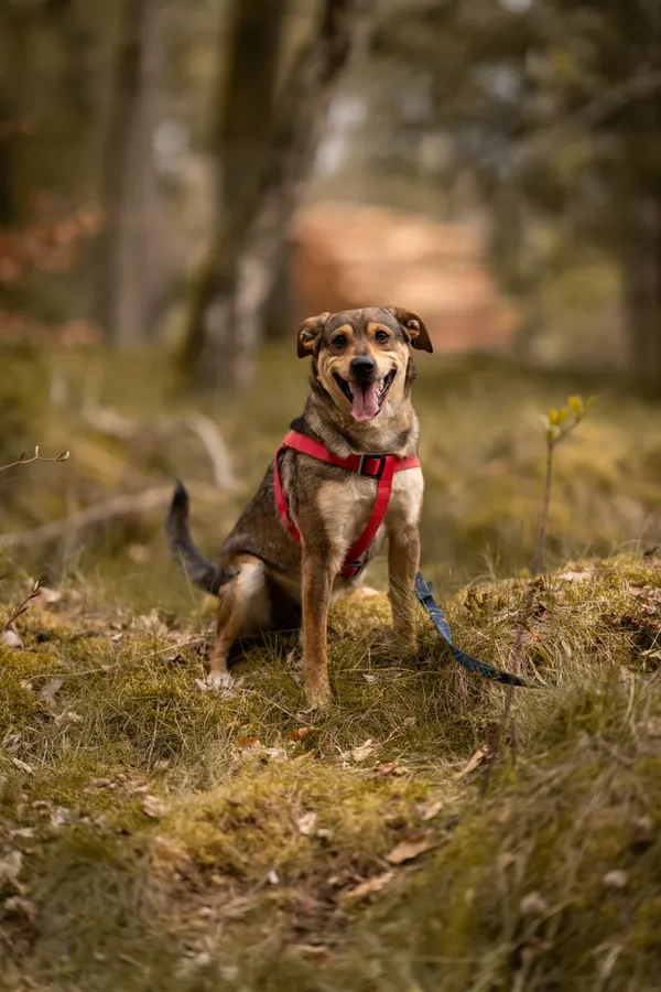 Pies do adopcji, Sosnowice, 20 marca 2025 (3/4)