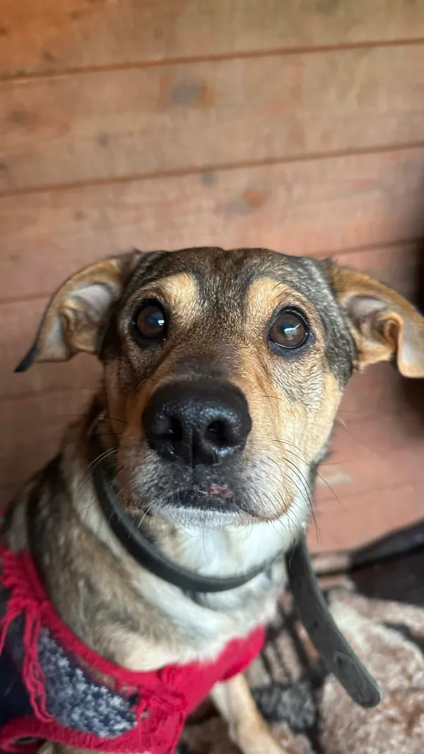 Pies do adopcji, Sosnowice, 20 marca 2025 (4/4)