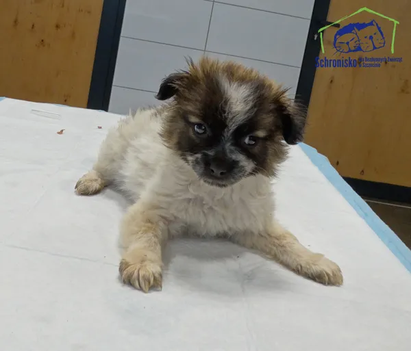 Pies do adopcji, Szczecin, 4 listopada 2025