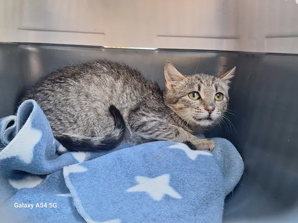 Kot do adopcji, Orzechowce, 5 listopada 2025 (1/2)