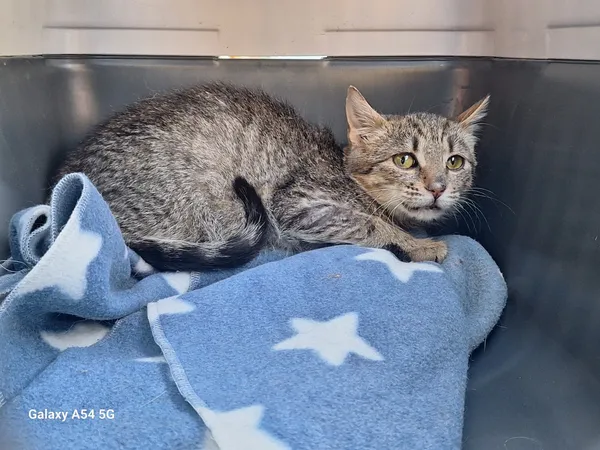 Kot do adopcji, Orzechowce, 5 listopada 2025 (2/2)