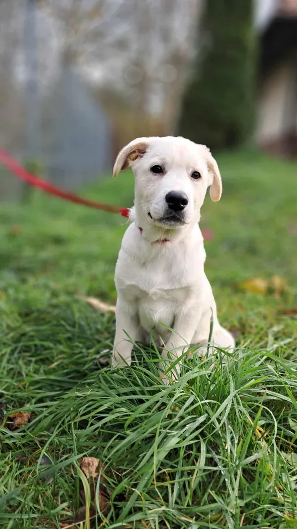 Pies do adopcji, Olsztyn, 24 października 2025 (2/5)