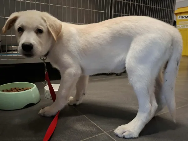 Pies do adopcji, Olsztyn, 24 października 2025 (5/5)