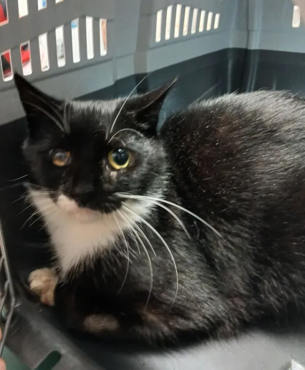 Znaleziono kota, Gdańsk, 5 listopada 2025