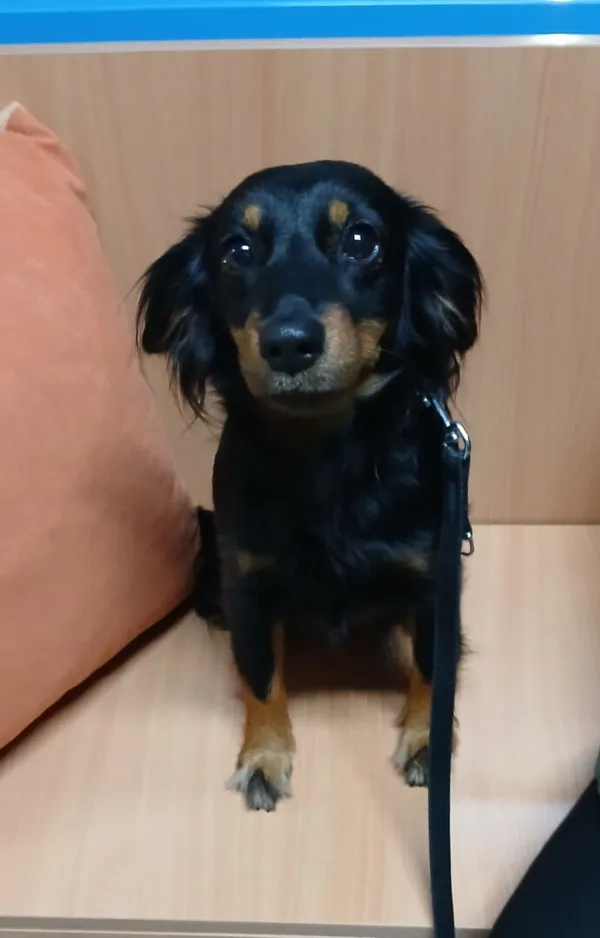 Znaleziono psa, Gdańsk, 5 listopada 2025