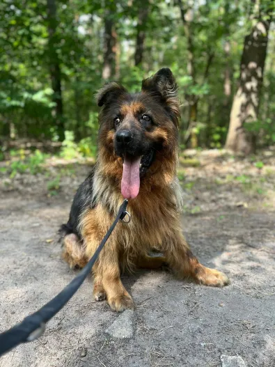 Pies do adopcji, Oborniki, 13 lipca 2025