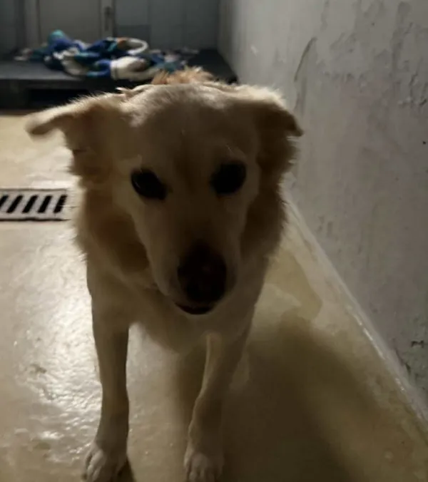 Znaleziono psa, Lublin, 31 października 2025