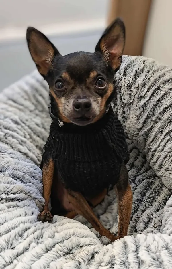 Znaleziono psa, Lublin, 2 listopada 2025