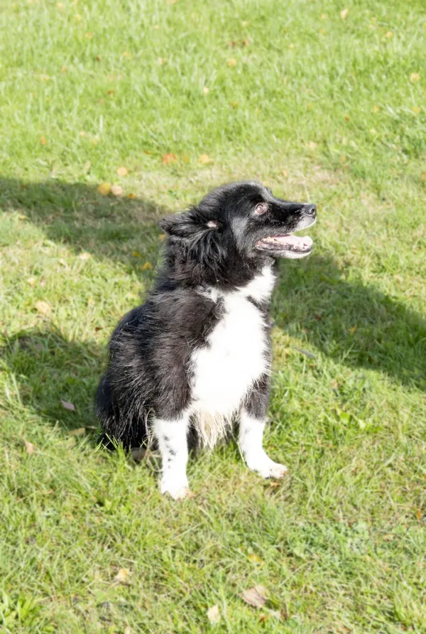 Pies do adopcji, Bełchatów, 19 lipca 2023 (2/5)