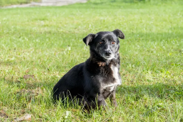 Pies do adopcji, Bełchatów, 29 listopada 2021 (1/5)