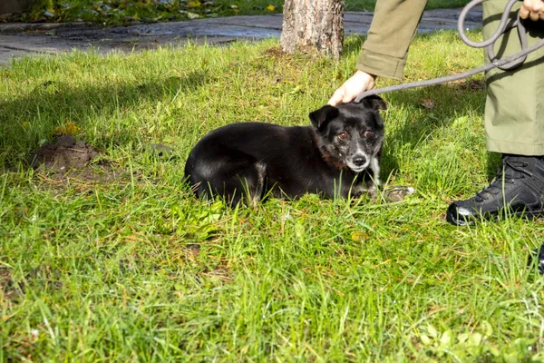 Pies do adopcji, Bełchatów, 29 listopada 2021 (2/5)