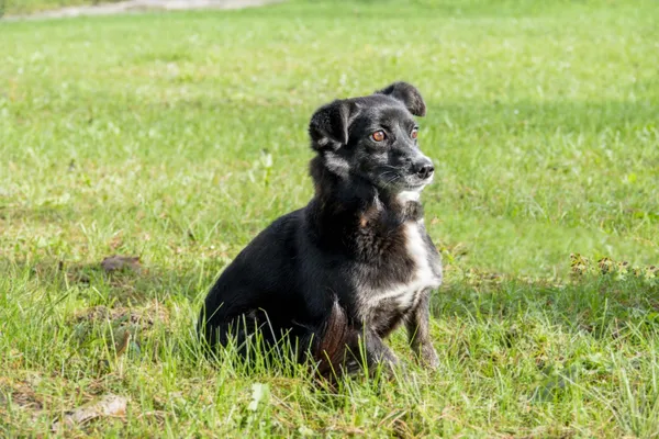 Pies do adopcji, Bełchatów, 29 listopada 2021 (5/5)