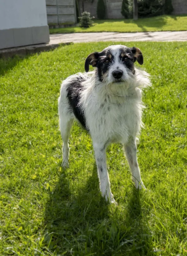 Pies do adopcji, Bełchatów, 24 października 2023 (2/5)