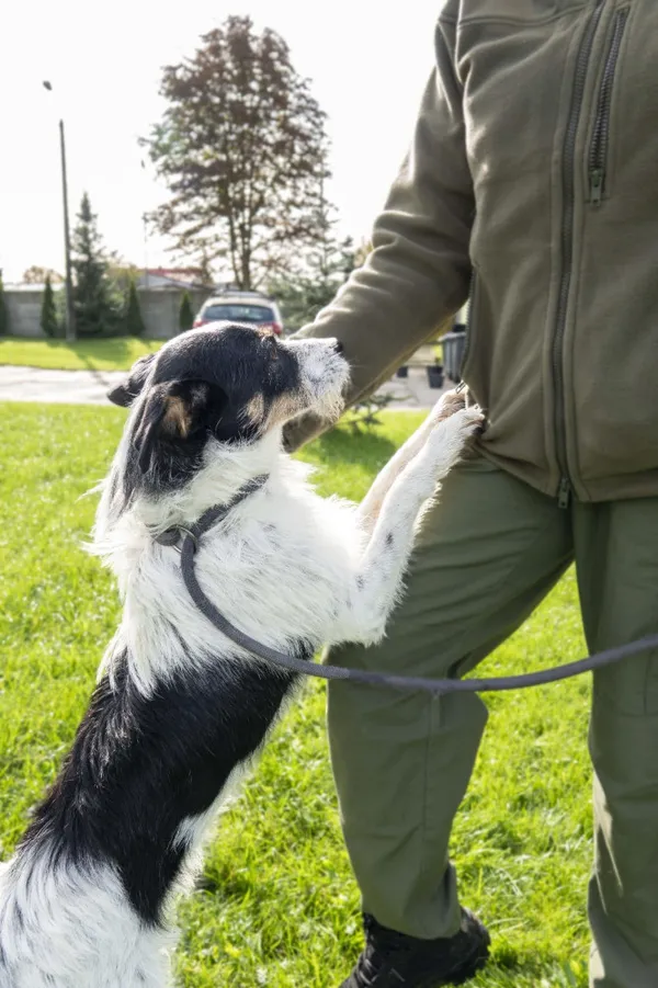 Pies do adopcji, Bełchatów, 24 października 2023 (4/5)