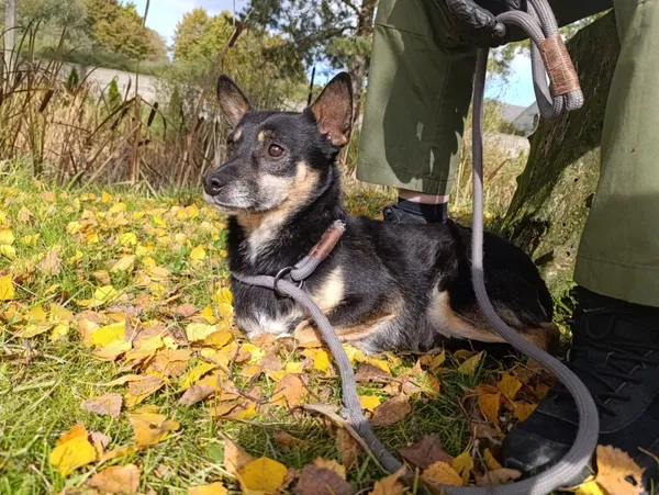 Pies do adopcji, Bełchatów, 8 kwietnia 2022 (1/5)