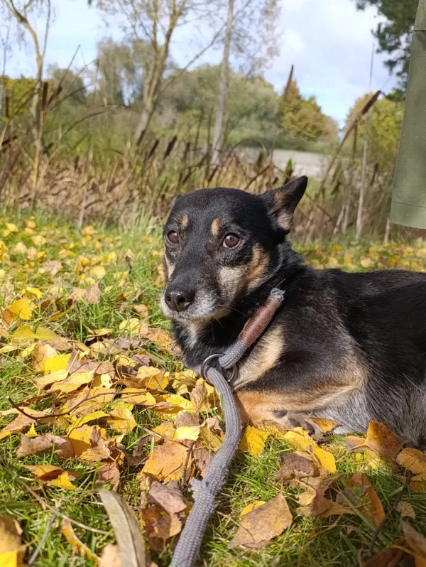 Pies do adopcji, Bełchatów, 8 kwietnia 2022 (4/5)