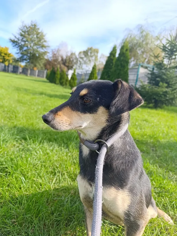 Pies do adopcji, Bełchatów, 21 grudnia 2023 (4/5)