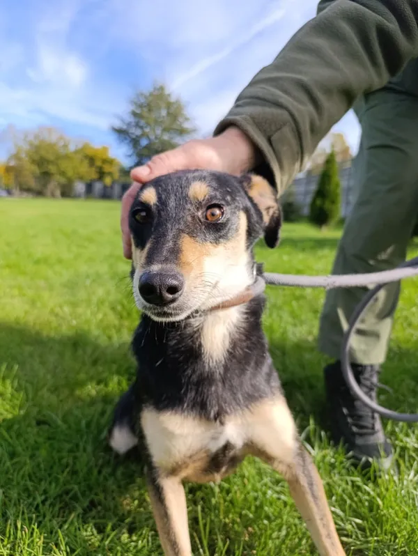 Pies do adopcji, Bełchatów, 21 grudnia 2023 (5/5)