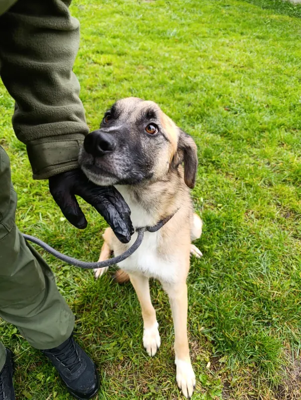 Pies do adopcji, Bełchatów, 18 stycznia 2024 (4/5)