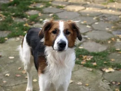 Pies do adopcji, Pabianice, 12 września 2025 (1/4)