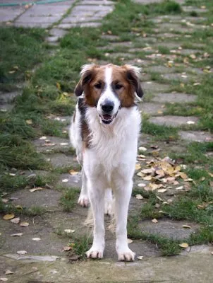 Pies do adopcji, Pabianice, 12 września 2025 (2/4)