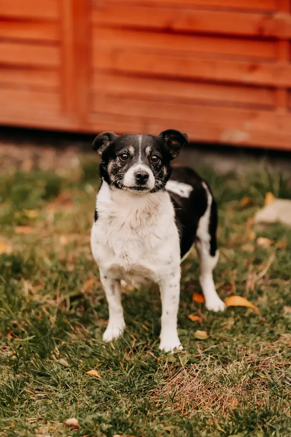 Pies do adopcji, Czartki, 5 listopada 2025 (1/5)