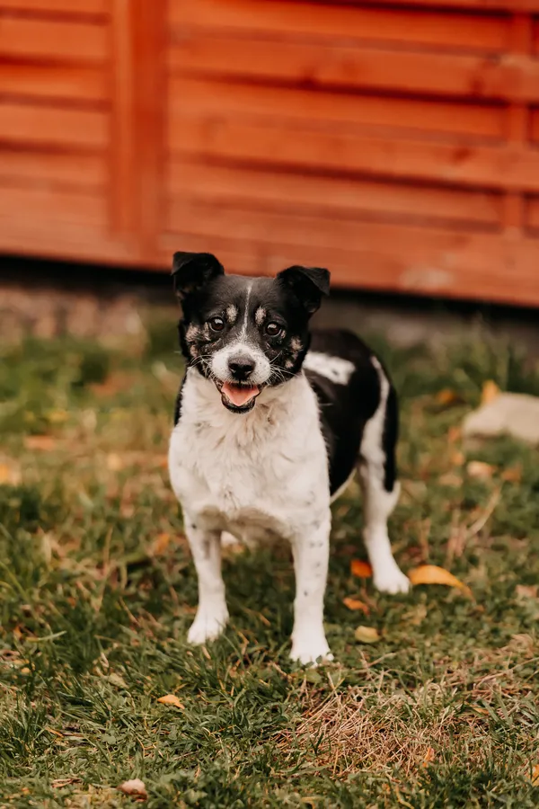 Pies do adopcji, Czartki, 5 listopada 2025 (2/5)