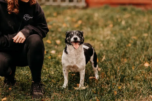 Pies do adopcji, Czartki, 5 listopada 2025 (4/5)