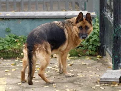 Pies do adopcji, Pabianice, 22 maja 2025 (1/5)