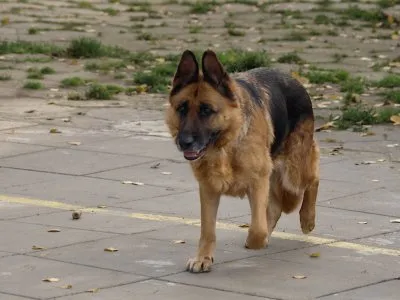 Pies do adopcji, Pabianice, 22 maja 2025 (2/5)