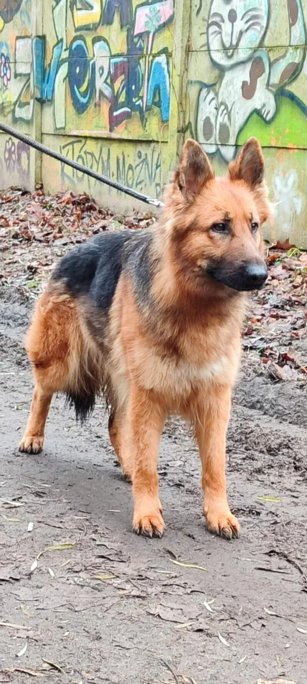 Pies do adopcji, Zgierz, 5 listopada 2025 (5/5)