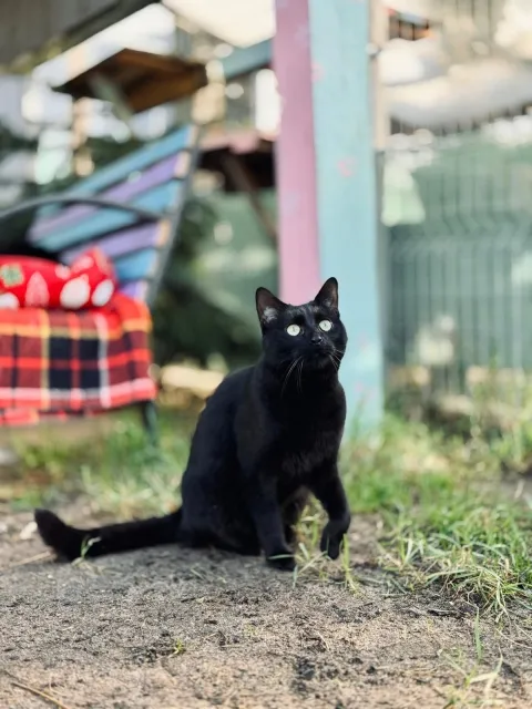 Kot do adopcji, Piła, 4 września 2025 (3/3)