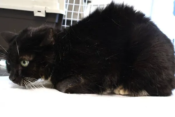 Znaleziono kota, Łódź, 5 listopada 2025 (1/2)