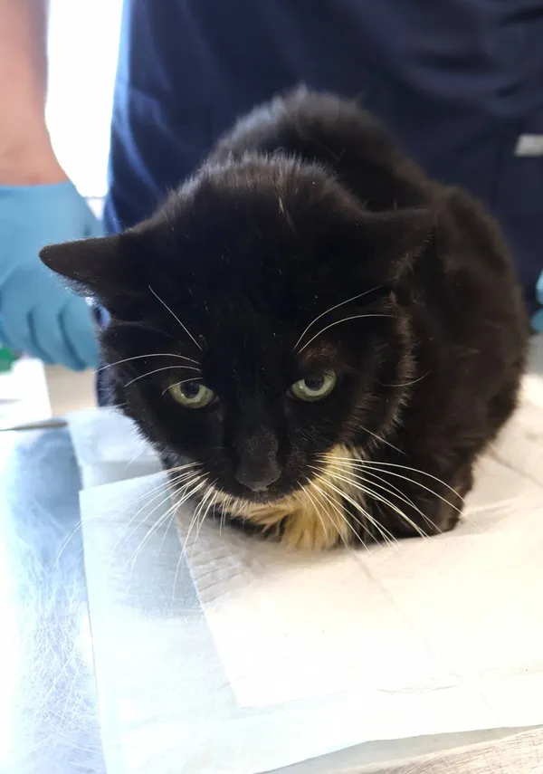 Znaleziono kota, Łódź, 5 listopada 2025 (2/2)