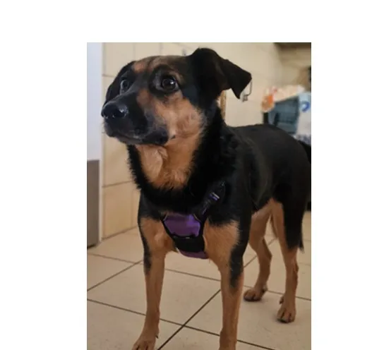 Znaleziono psa, Wrocław, 5 listopada 2025