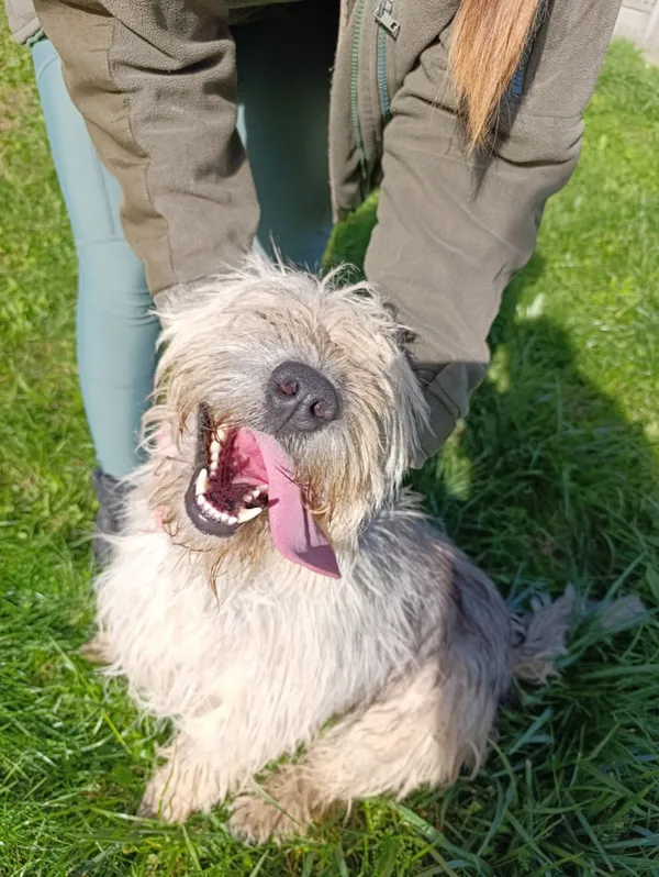 Pies do adopcji, Bełchatów, 28 stycznia 2025 (2/5)