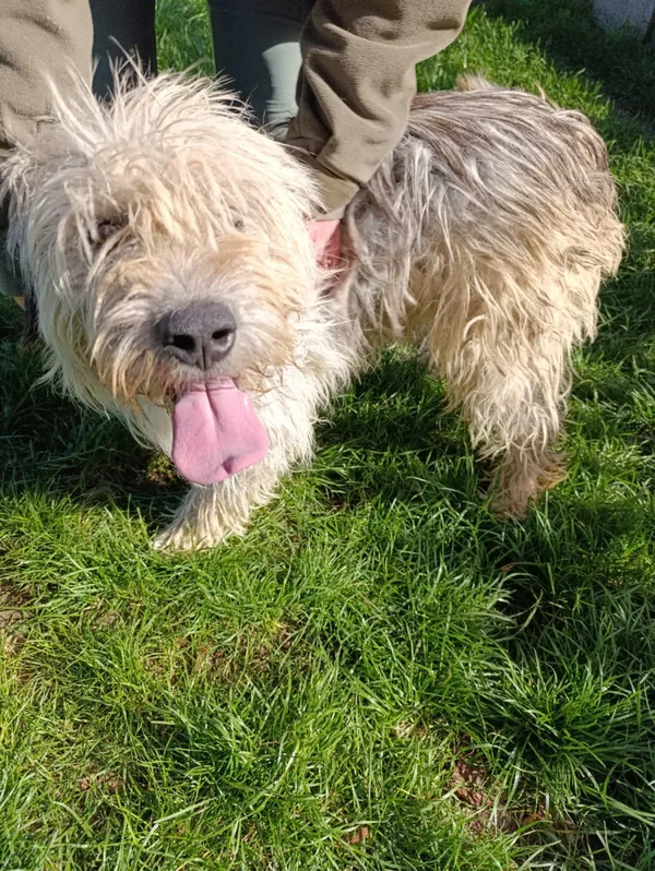 Pies do adopcji, Bełchatów, 28 stycznia 2025 (4/5)