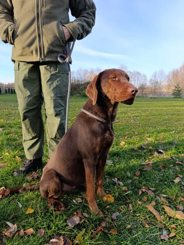 Pies do adopcji, Bełchatów, 14 lipca 2025 (2/5)