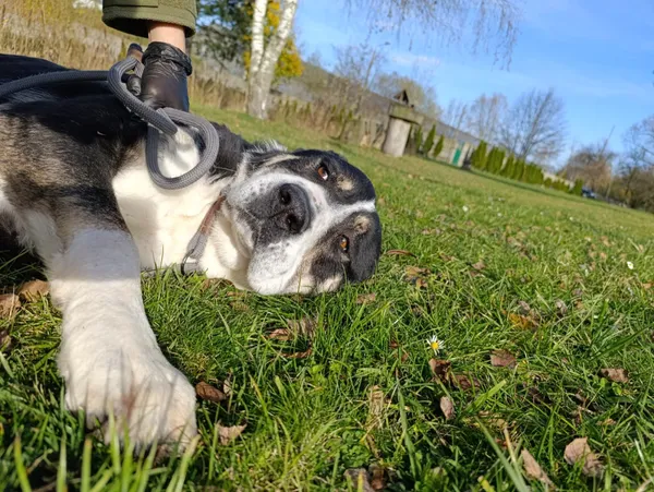 Pies do adopcji, Bełchatów, 19 sierpnia 2025 (3/5)