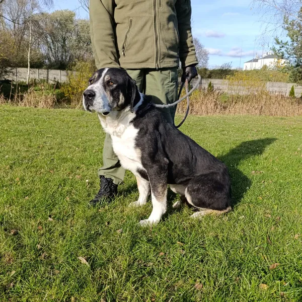 Pies do adopcji, Bełchatów, 19 sierpnia 2025 (4/5)