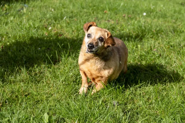 Pies do adopcji, Bełchatów, 11 grudnia 2021 (3/5)