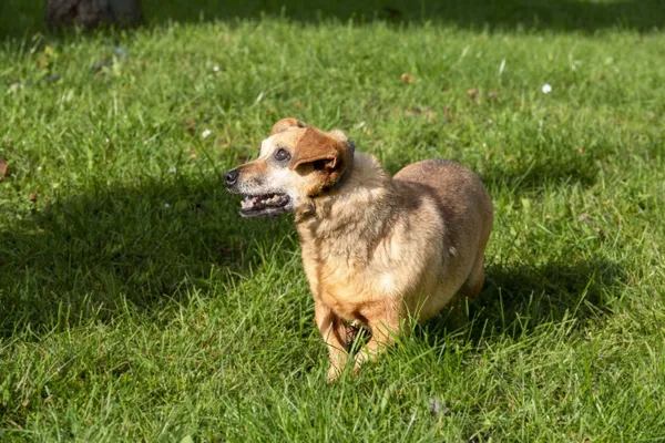 Pies do adopcji, Bełchatów, 11 grudnia 2021 (4/5)