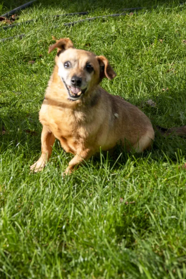 Pies do adopcji, Bełchatów, 11 grudnia 2021 (5/5)