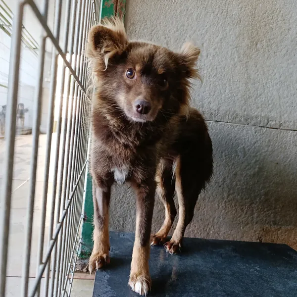 Pies do adopcji, Bełchatów, 20 września 2025 (1/5)