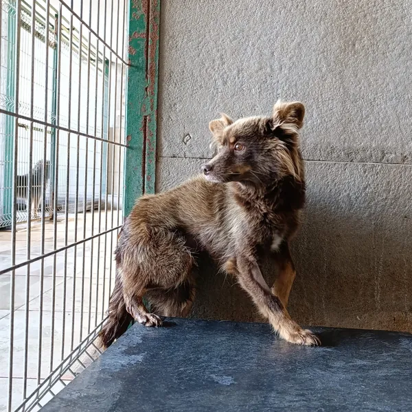 Pies do adopcji, Bełchatów, 20 września 2025 (4/5)