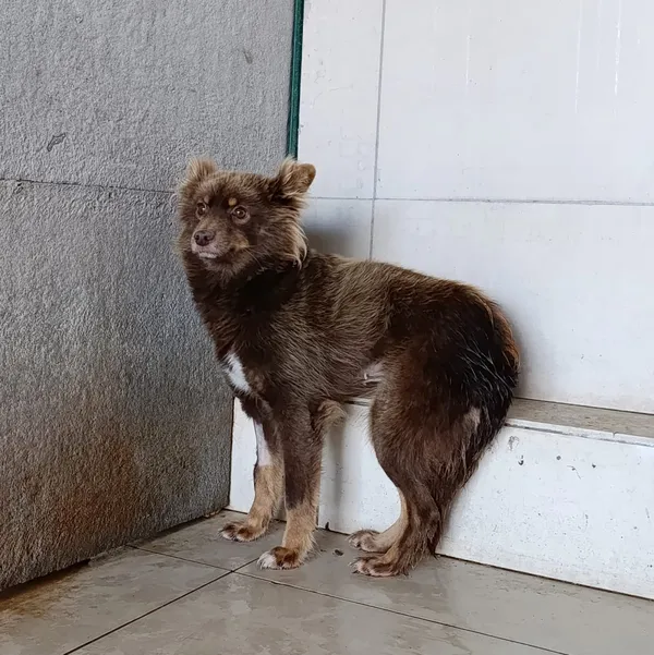 Pies do adopcji, Bełchatów, 20 września 2025 (5/5)