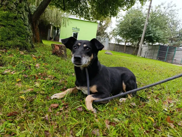 Pies do adopcji, Bełchatów, 2 czerwca 2023 (3/5)